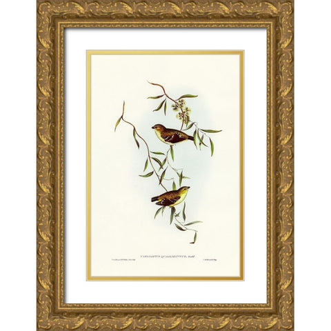 Forty-spotted Pardalote-Pardalotus quadragintus Gold Ornate Wood Framed Art Print with Double Matting by Gould, John