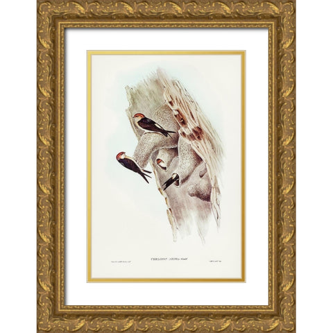 Fairy Martin-Collocalia Ariel Gold Ornate Wood Framed Art Print with Double Matting by Gould, John