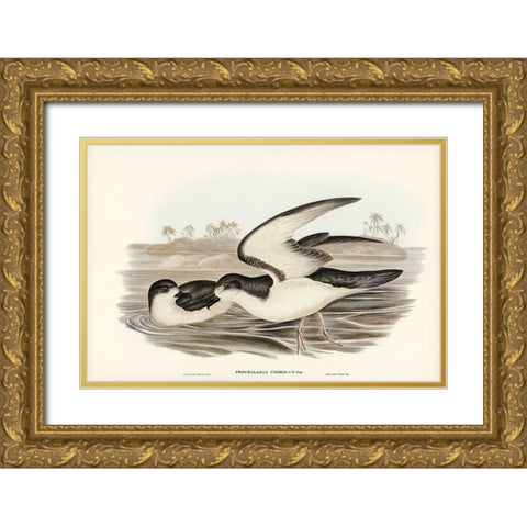 Cooks Petrel-Procellaria Cookii Gold Ornate Wood Framed Art Print with Double Matting by Gould, John