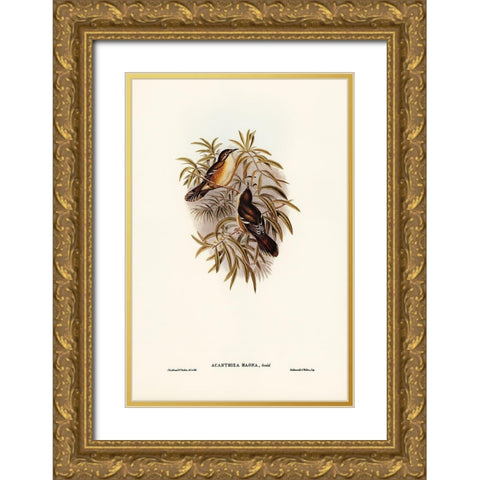 Great Acanthiza-Acanthiza magna Gold Ornate Wood Framed Art Print with Double Matting by Gould, John