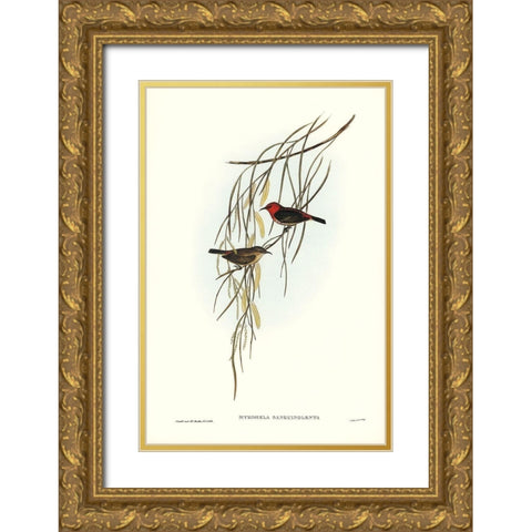 Sanguineous Honey-eater-Myzomela sanguincolenta Gold Ornate Wood Framed Art Print with Double Matting by Gould, John