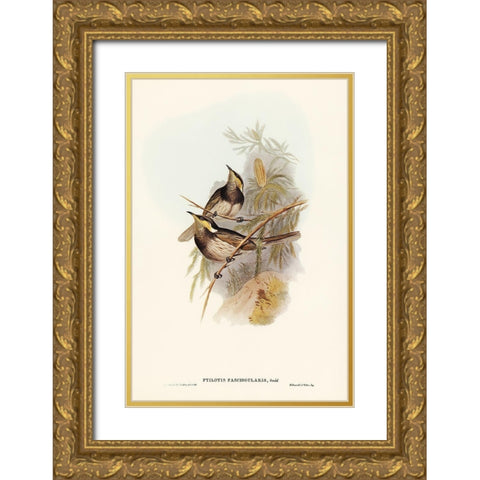 Fasciated Honey-eater-Ptilotis fasciogularis Gold Ornate Wood Framed Art Print with Double Matting by Gould, John
