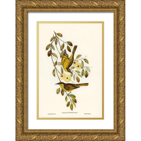 Varied Honey-eater-Ptilotis versicolor Gold Ornate Wood Framed Art Print with Double Matting by Gould, John