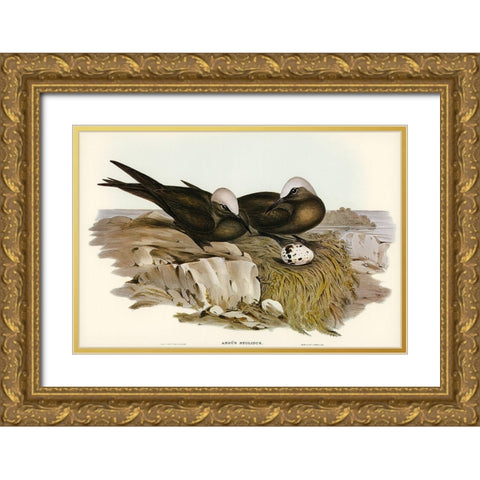 Noddy Tern-Anous Stolidus Gold Ornate Wood Framed Art Print with Double Matting by Gould, John