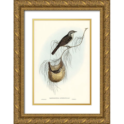 Lanceolate Honey-eater-Plectorhyncha lanceolata Gold Ornate Wood Framed Art Print with Double Matting by Gould, John