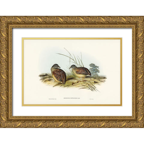 Chestnut-backed Hemipode-Hemipodius castanotus Gold Ornate Wood Framed Art Print with Double Matting by Gould, John