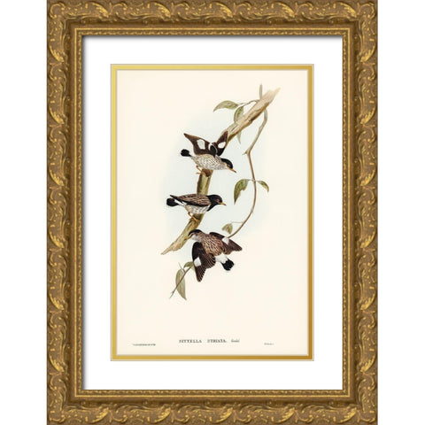 Striated Sittella-Sittella striata Gold Ornate Wood Framed Art Print with Double Matting by Gould, John