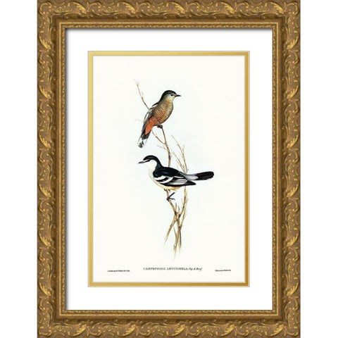 Black and White cuckooshrike-Campephaga leucomela Gold Ornate Wood Framed Art Print with Double Matting by Gould, John