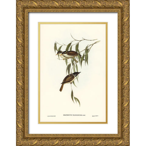 Strong-billed Honey-eater-Melithreptus validirostris Gold Ornate Wood Framed Art Print with Double Matting by Gould, John