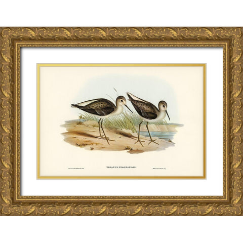 Marsh Sandpiper-Totanus stagnatilis Gold Ornate Wood Framed Art Print with Double Matting by Gould, John