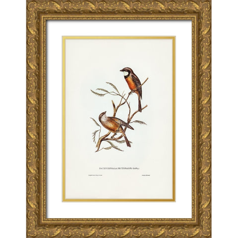 Banded Thickhead-Pachycephala pectoralis Gold Ornate Wood Framed Art Print with Double Matting by Gould, John