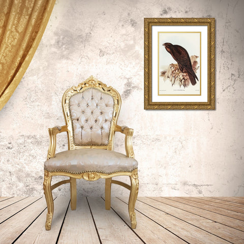 Black Falcon-Falco sunnier Gold Ornate Wood Framed Art Print with Double Matting by Gould, John