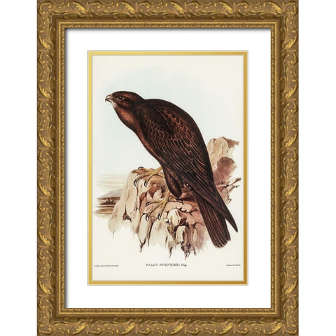 Black Falcon-Falco sunnier Gold Ornate Wood Framed Art Print with Double Matting by Gould, John