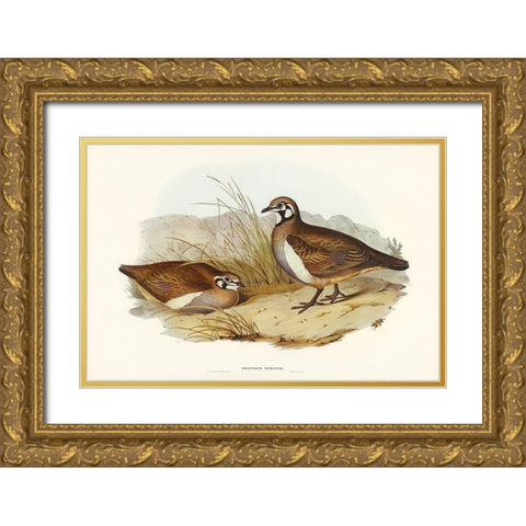 Partridge Bronze-wing-Geophaps scripta Gold Ornate Wood Framed Art Print with Double Matting by Gould, John