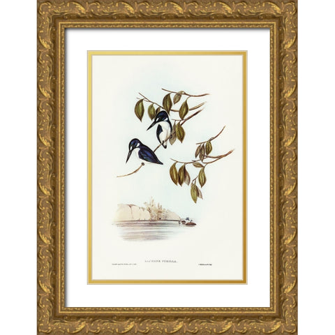 Little Kingfisher-Alcyone pasilla Gold Ornate Wood Framed Art Print with Double Matting by Gould, John