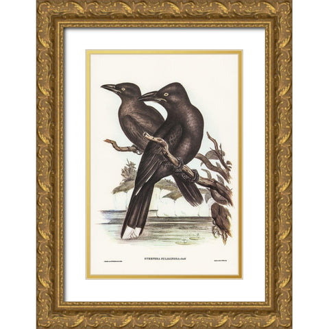 Sooty Crow-Shrike-Strepera fuliginose Gold Ornate Wood Framed Art Print with Double Matting by Gould, John
