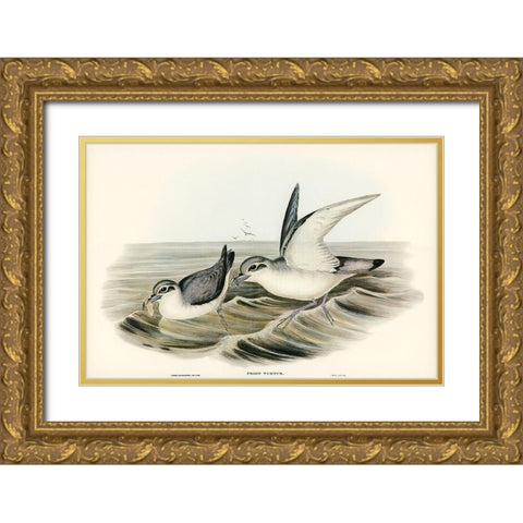 Dove-like Prion-Prion Turtur Gold Ornate Wood Framed Art Print with Double Matting by Gould, John