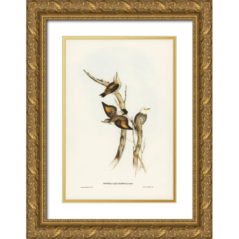 White-headed Sittella-Sittella leucocephala Gold Ornate Wood Framed Art Print with Double Matting by Gould, John