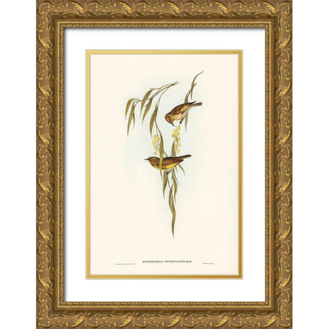 Red-throated Honey-eater-Entomophila rufogularis Gold Ornate Wood Framed Art Print with Double Matting by Gould, John