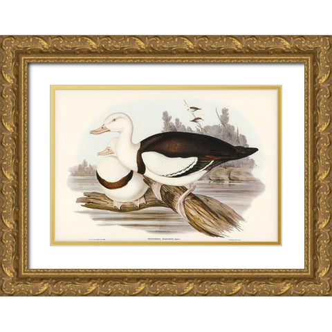 Radjah Shieldrake-Tadorna Radjah Gold Ornate Wood Framed Art Print with Double Matting by Gould, John