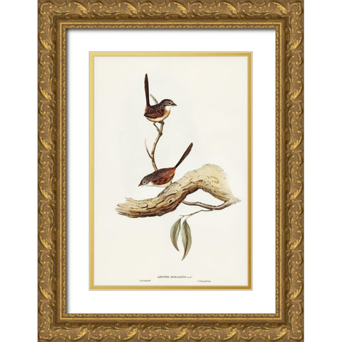 Striated Wren-Amytis striatus Gold Ornate Wood Framed Art Print with Double Matting by Gould, John