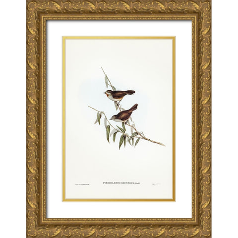 Brown Red-throat-Pyrrholaemus brunneus Gold Ornate Wood Framed Art Print with Double Matting by Gould, John