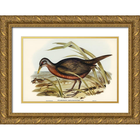 Chestnut-bellied Rail-Eulabeornis castaneoventris Gold Ornate Wood Framed Art Print with Double Matting by Gould, John