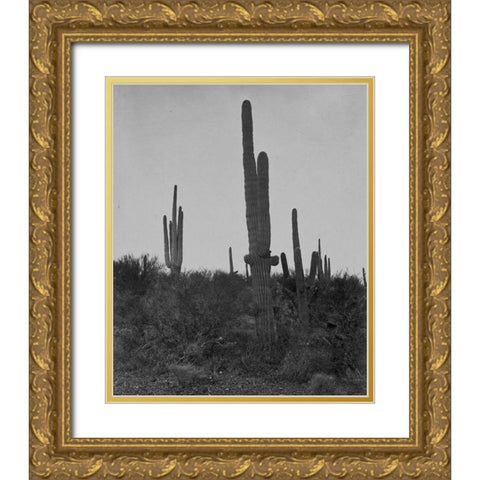 Cereus giganteus-Arizona Gold Ornate Wood Framed Art Print with Double Matting by OSullivan, Timothy H