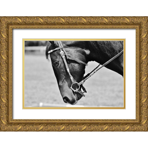 Horse in western bridle II Gold Ornate Wood Framed Art Print with Double Matting by The Yellowstone Collection
