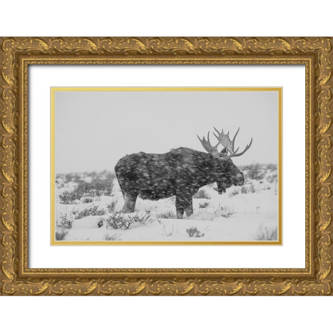Snowy Elk Gold Ornate Wood Framed Art Print with Double Matting by The Yellowstone Collection