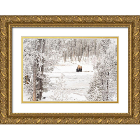 Bison in Norris Geyser Basin, Yellowstone National Park Gold Ornate Wood Framed Art Print with Double Matting by Frank, Jacob W.