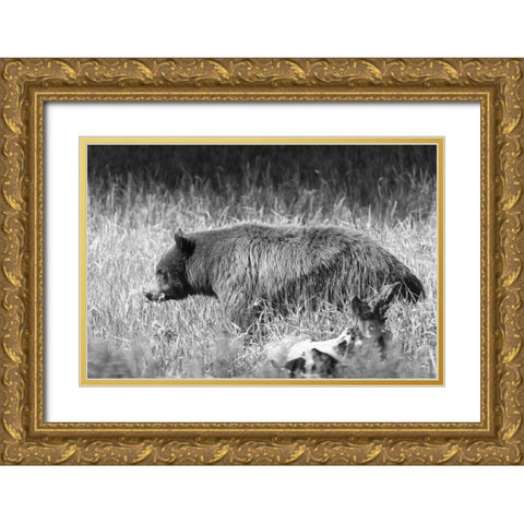 Black Bear in Yellowstone National Park Gold Ornate Wood Framed Art Print with Double Matting by Frank, Jacob W.