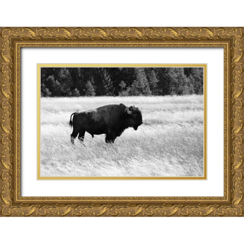 Bull Bison in Lower Geyser Basin, Yellowstone National Park Gold Ornate Wood Framed Art Print with Double Matting by Frank, Jacob W.