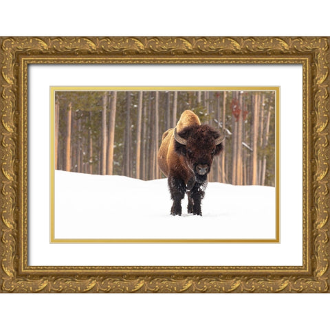 Bull Bison near Madison Junction, Yellowstone National Park Gold Ornate Wood Framed Art Print with Double Matting by Frank, Jacob W.
