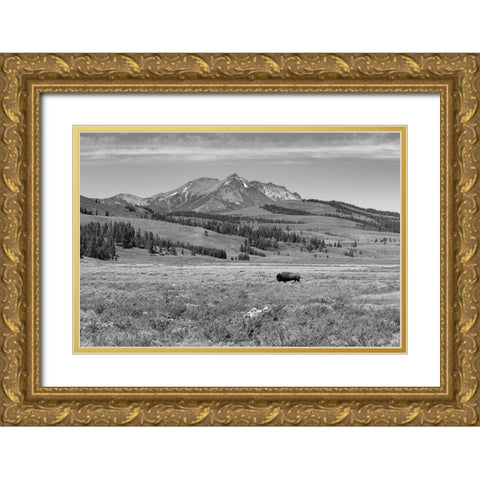 Bull Bison at Swan Lake, Yellowstone National Park Gold Ornate Wood Framed Art Print with Double Matting by Frank, Jacob W.