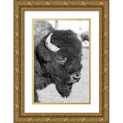 Bull Bison in Mammoth Hot Springs, Yellowstone National Park Gold Ornate Wood Framed Art Print with Double Matting by Frank, Jacob W.