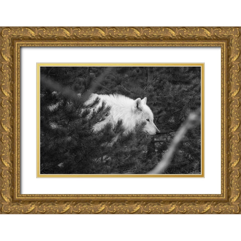 Female wolf of the Canyon pack, Yellowstone National Park Gold Ornate Wood Framed Art Print with Double Matting by Herbert, Neal
