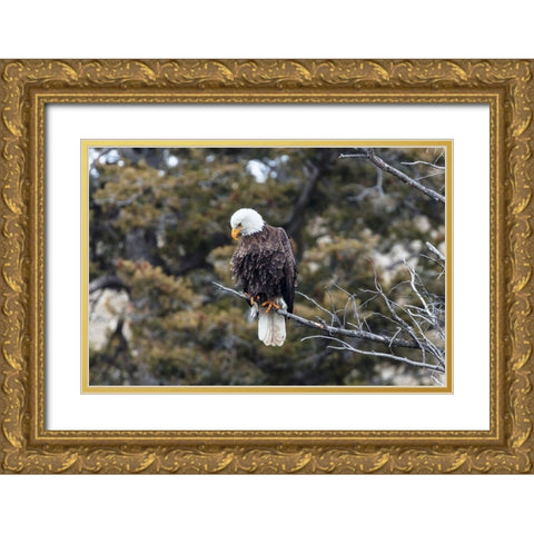 Bald Eagle near Gardner Canyon, Yellowstone National Park Gold Ornate Wood Framed Art Print with Double Matting by Frank, Jacob W.