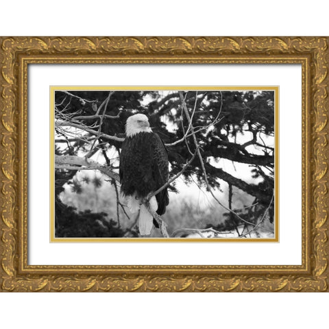 Bald Eagle above the Gardner River, Yellowstone National Park Gold Ornate Wood Framed Art Print with Double Matting by Peaco, Jim