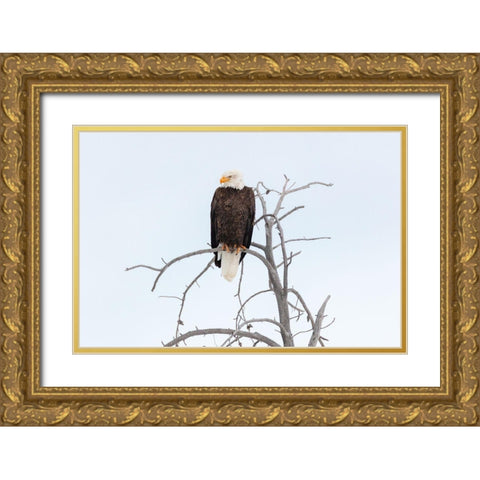 Bald Eagle near the Yellowstone River, Yellowstone National Park Gold Ornate Wood Framed Art Print with Double Matting by The Yellowstone Collection