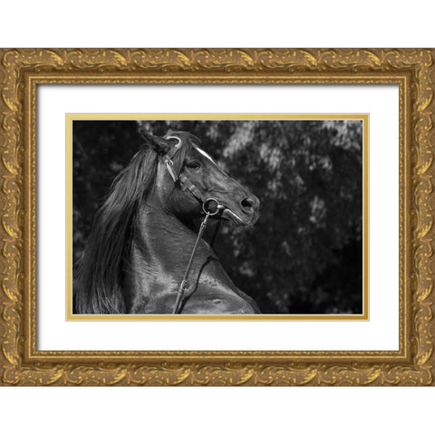 A Mighty Warrior Gold Ornate Wood Framed Art Print with Double Matting by The Yellowstone Collection