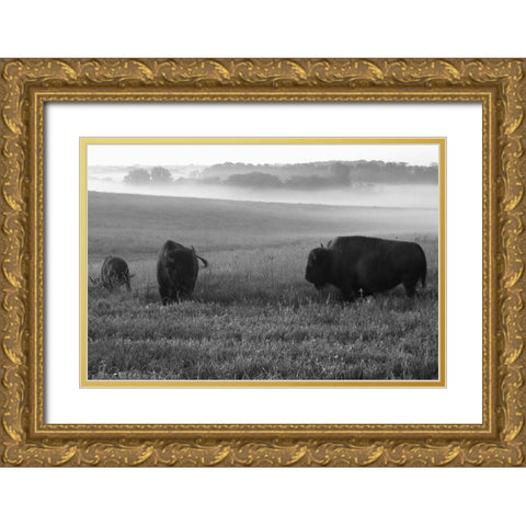 Roaming Bison Gold Ornate Wood Framed Art Print with Double Matting by The Yellowstone Collection