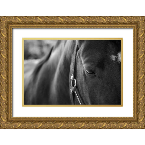 Black Beauty Gold Ornate Wood Framed Art Print with Double Matting by The Yellowstone Collection