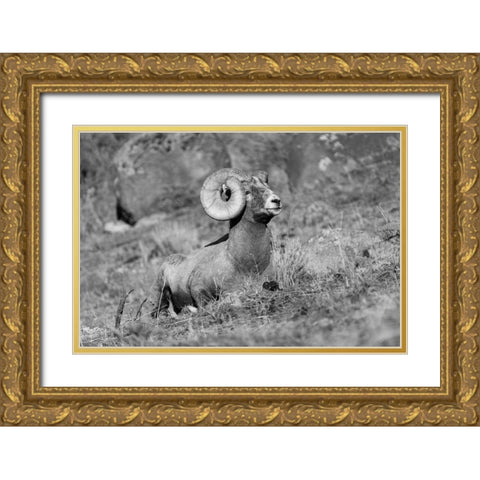 Bighorn Ram, Yellowstone National Park Gold Ornate Wood Framed Art Print with Double Matting by Frank, Jacob W.