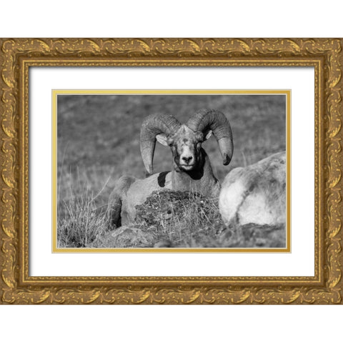 Bighorn Ram, Yellowstone National Park Gold Ornate Wood Framed Art Print with Double Matting by The Yellowstone Collection
