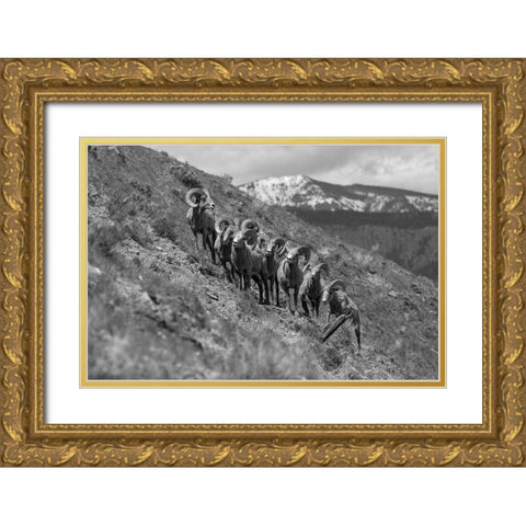 Bighorn Rams, Mount Everts, Yellowstone National Park Gold Ornate Wood Framed Art Print with Double Matting by Frank, Jacob W.