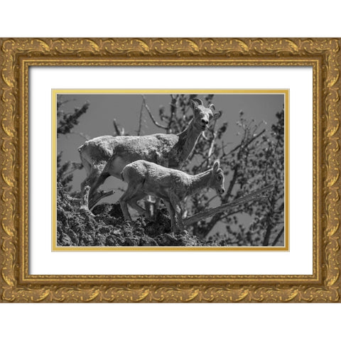 Bighorn Sheep, Mount Washburn, Yellowstone National Park Gold Ornate Wood Framed Art Print with Double Matting by Herbert, Neal