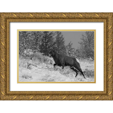 Bighorn Ram, Lamar Valley, Yellowstone National Park Gold Ornate Wood Framed Art Print with Double Matting by Peaco, Jim