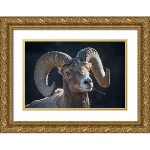 Bighorn sheep, Lamar Valley, Yellowstone National Park Gold Ornate Wood Framed Art Print with Double Matting by The Yellowstone Collection