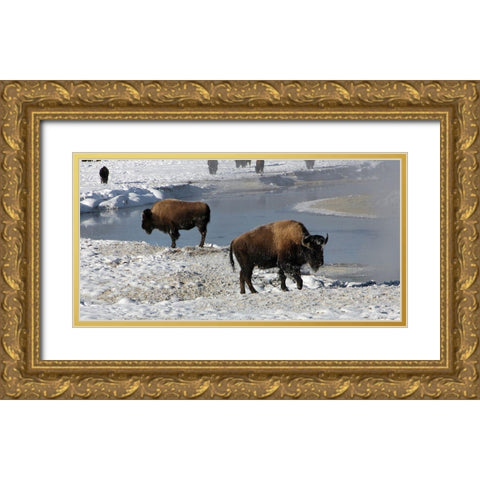 Bison along the Gibbon River, Yellowstone National Park Gold Ornate Wood Framed Art Print with Double Matting by Renkin, Diane